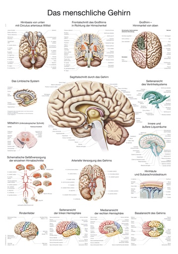 ERLERZIMMER Anatomical Chart Brain