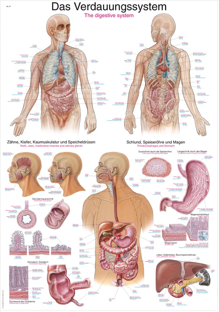 ERLERZIMMER Anatomische Lehrtafel Das Verdauungssystem