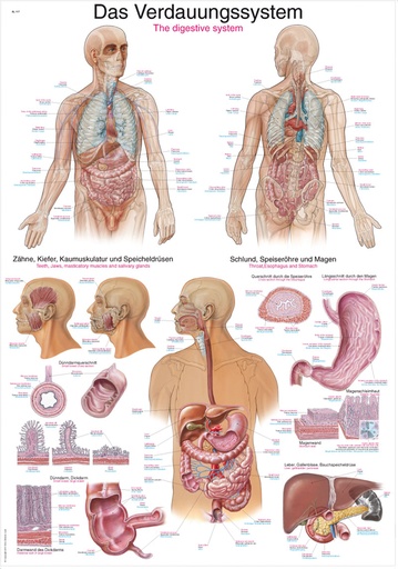 ERLERZIMMER Anatomical Chart The Digestive System