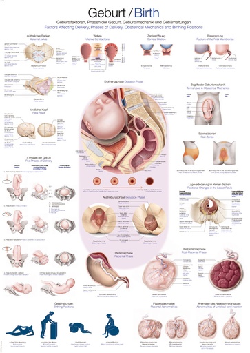 ERLERZIMMER Anatomical Chart Birth