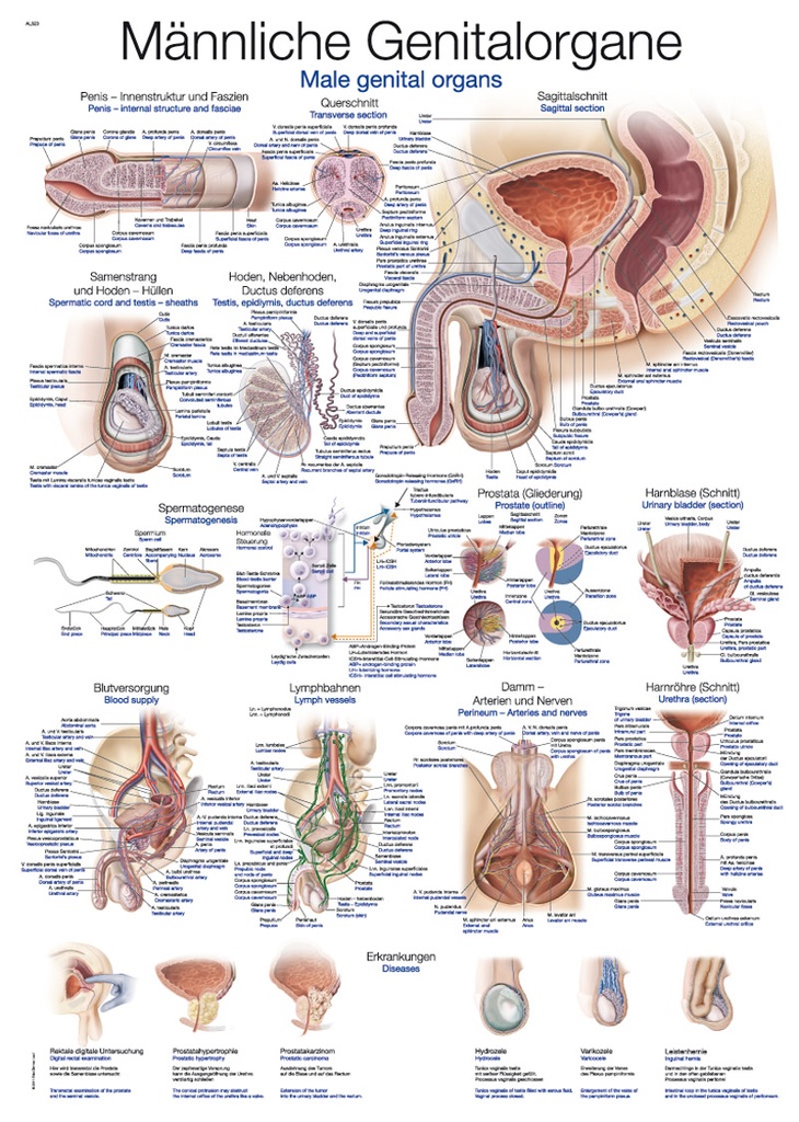 ERLERZIMMER Anatomische Lehrtafel Männliche Genitalorgane