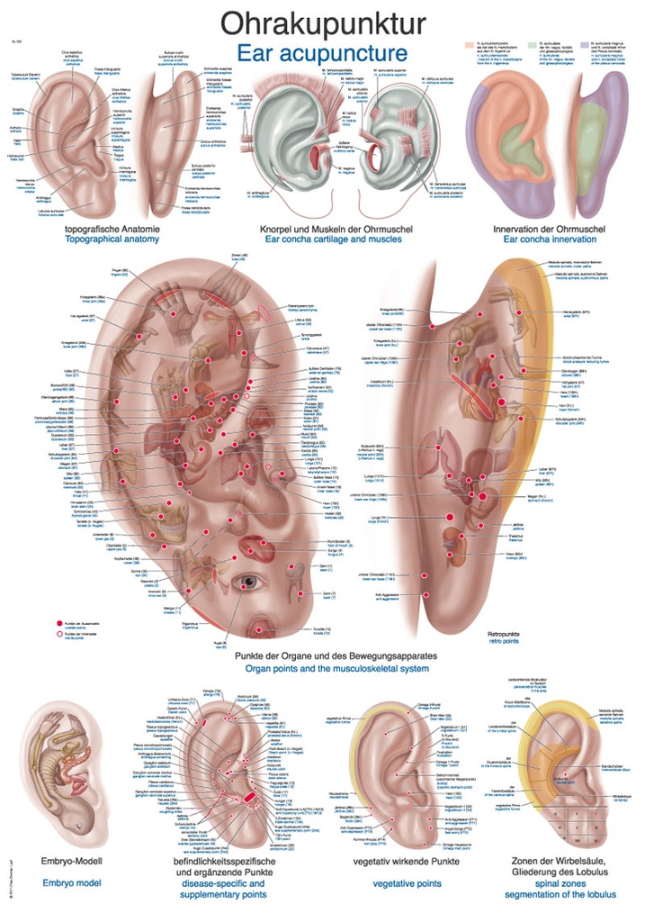 ERLERZIMMER Anatomical Chart Ear Acupuncture