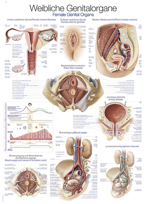 ERLERZIMMER Anatomische Lehrtafel Weibliche Genitalorgane