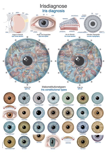 ERLERZIMMER Anatomische Lehrtafel Irisdiagnose