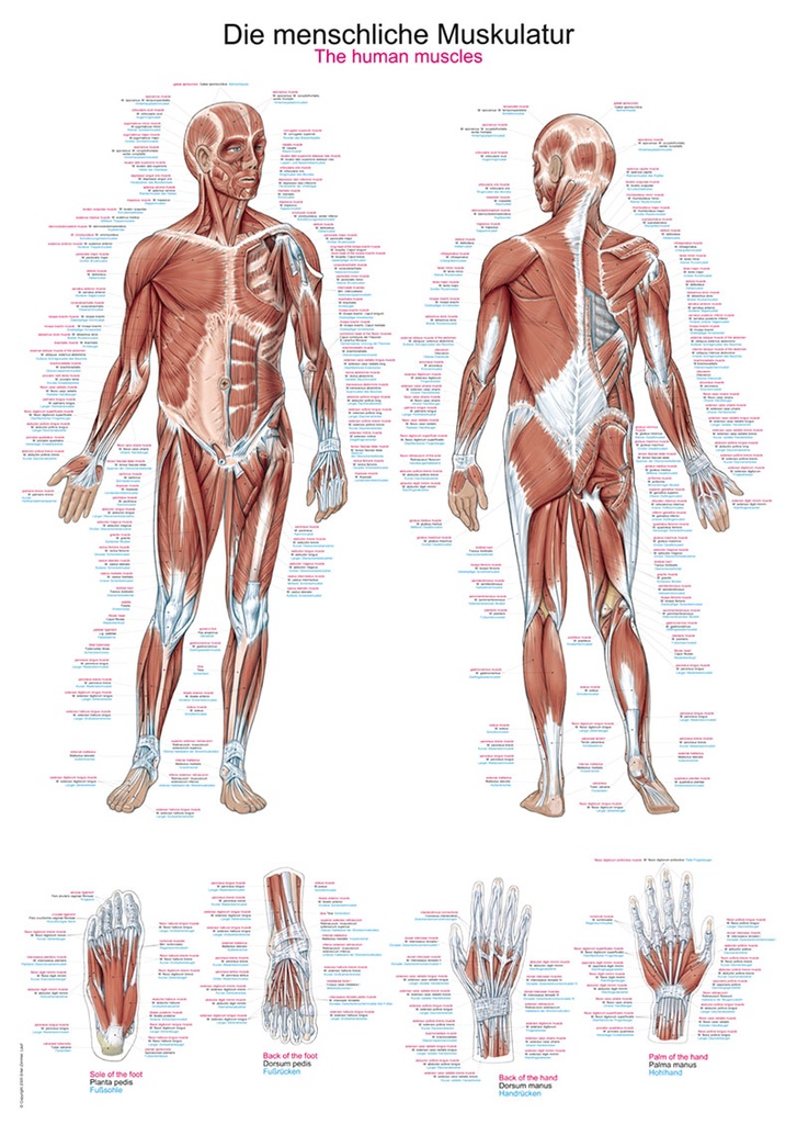 ERLERZIMMER Anatomical Chart The Human Musculature