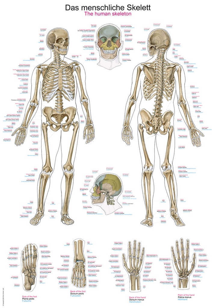 ERLERZIMMER Anatomische Lehrtafel Das menschliche Skelett