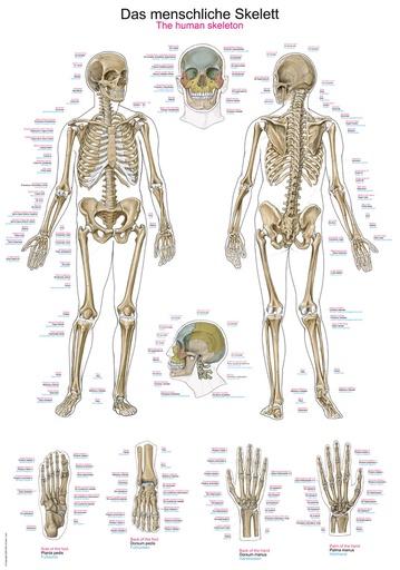 ERLERZIMMER Anatomical Chart The Human Skeleton