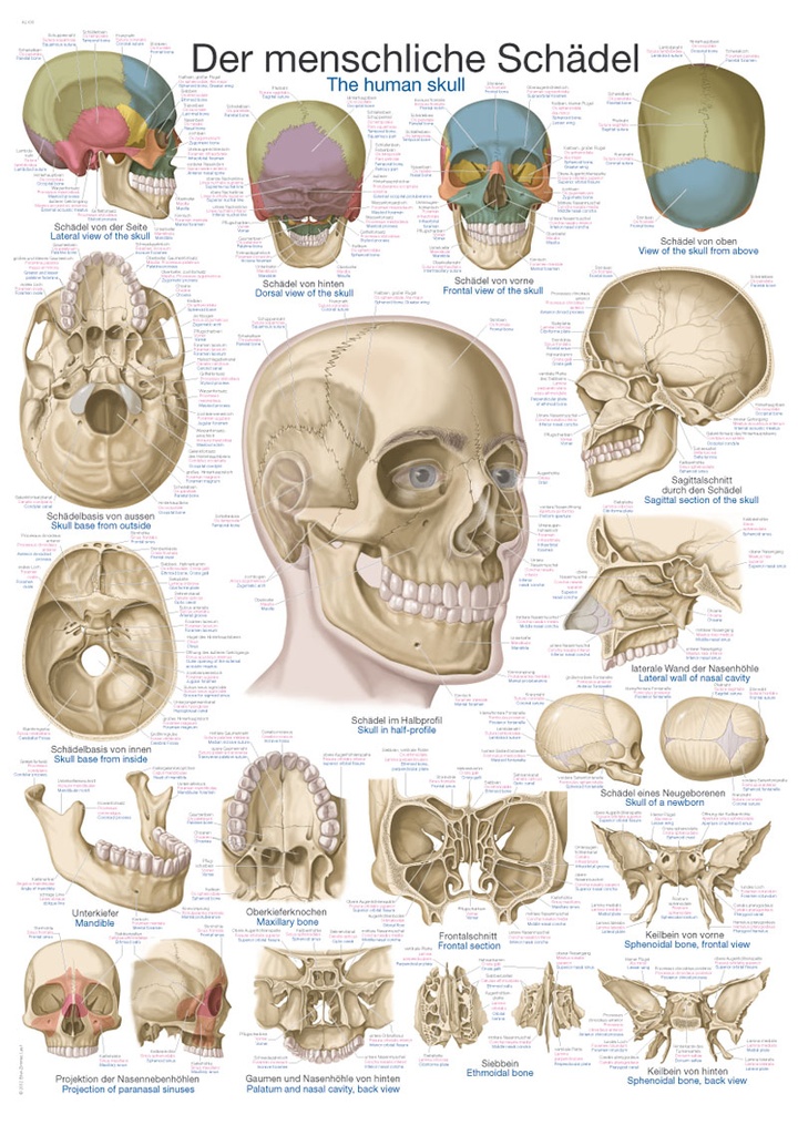ERLERZIMMER Anatomical Chart The Skull
