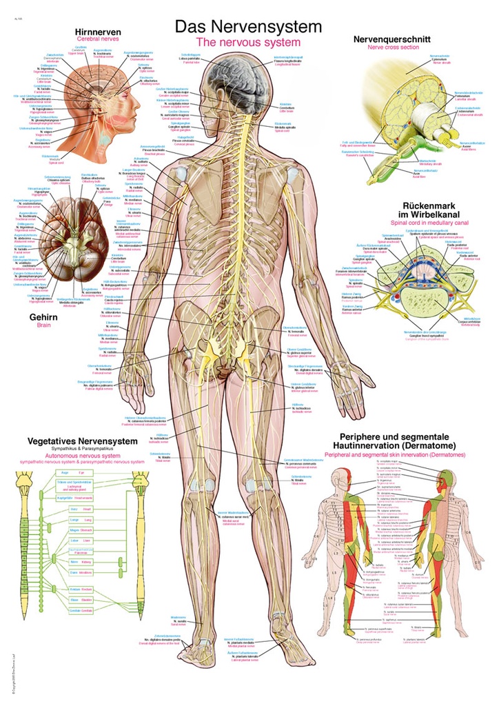 ERLERZIMMER Anatomische Lehrtafel Das Nervensystem