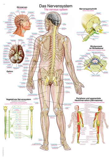ERLERZIMMER Anatomical Chart The Nervous System