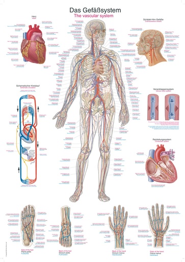 ERLERZIMMER Anatomische Lehrtafel Das Gefäßsystem