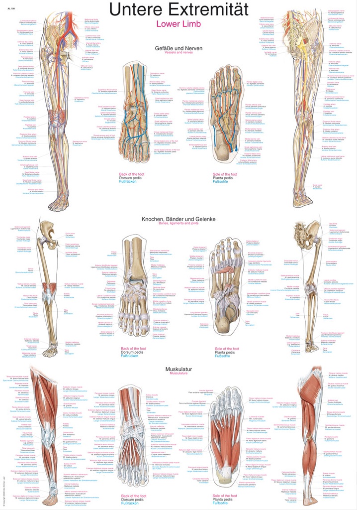 ERLERZIMMER Anatomische Lehrtafel Untere Extremität