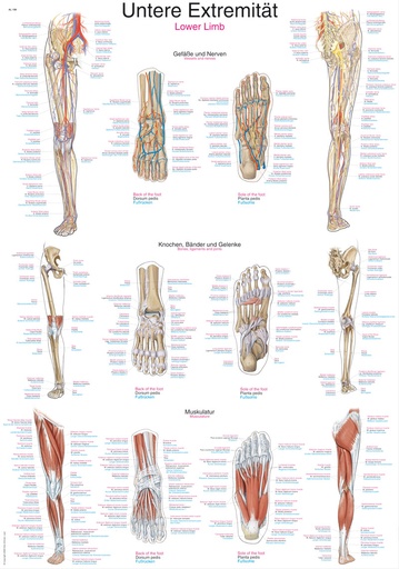 ERLERZIMMER Anatomische Lehrtafel Untere Extremität