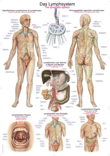 ERLERZIMMER Anatomical Chart The Lymphatic System