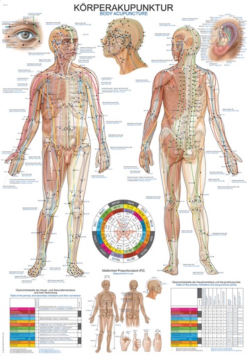 ERLERZIMMER Anatomische Lehrtafel Körperakupunktur