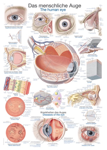 ERLERZIMMER Anatomical Chart The Human Eye