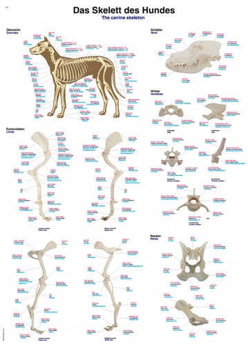 ERLERZIMMER Chart Skeleton of the Dog