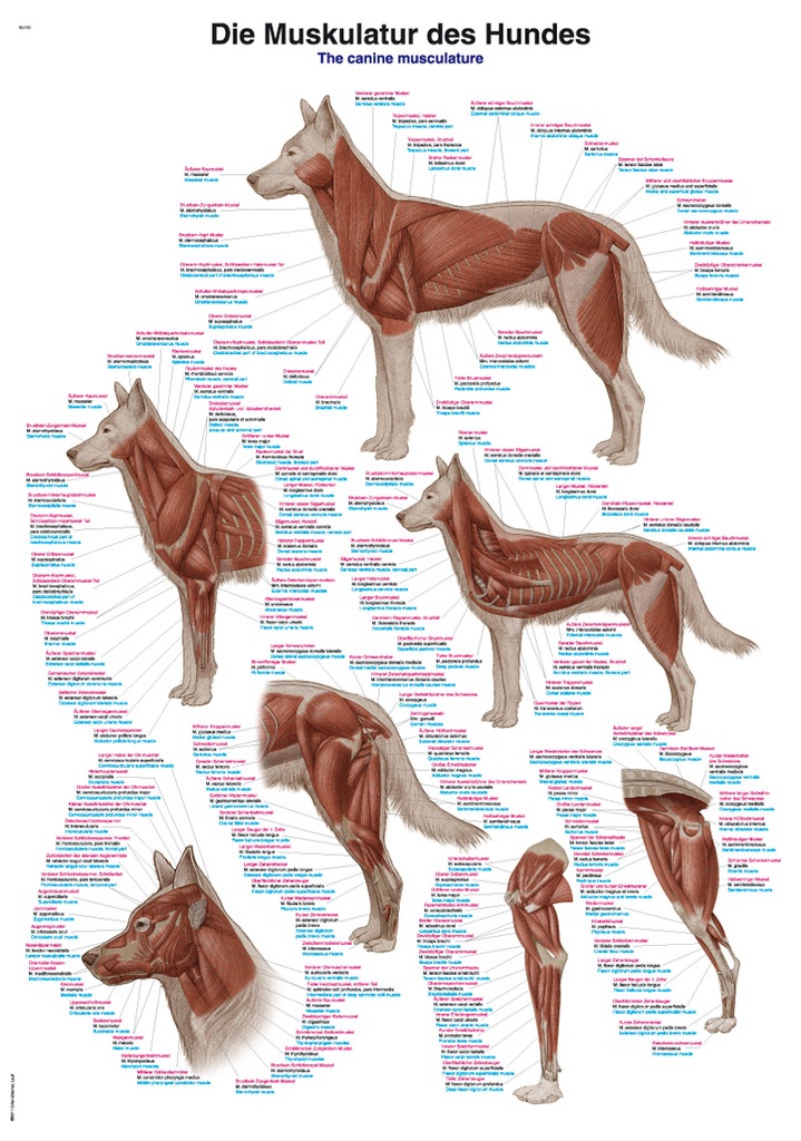 ERLERZIMMER Lehrtafel Muskulatur des Hundes