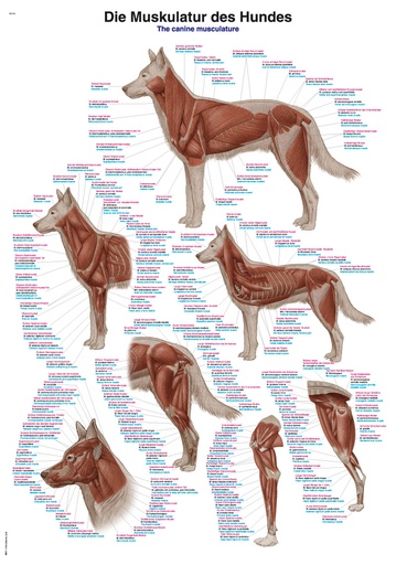 ERLERZIMMER Lehrtafel Muskulatur des Hundes
