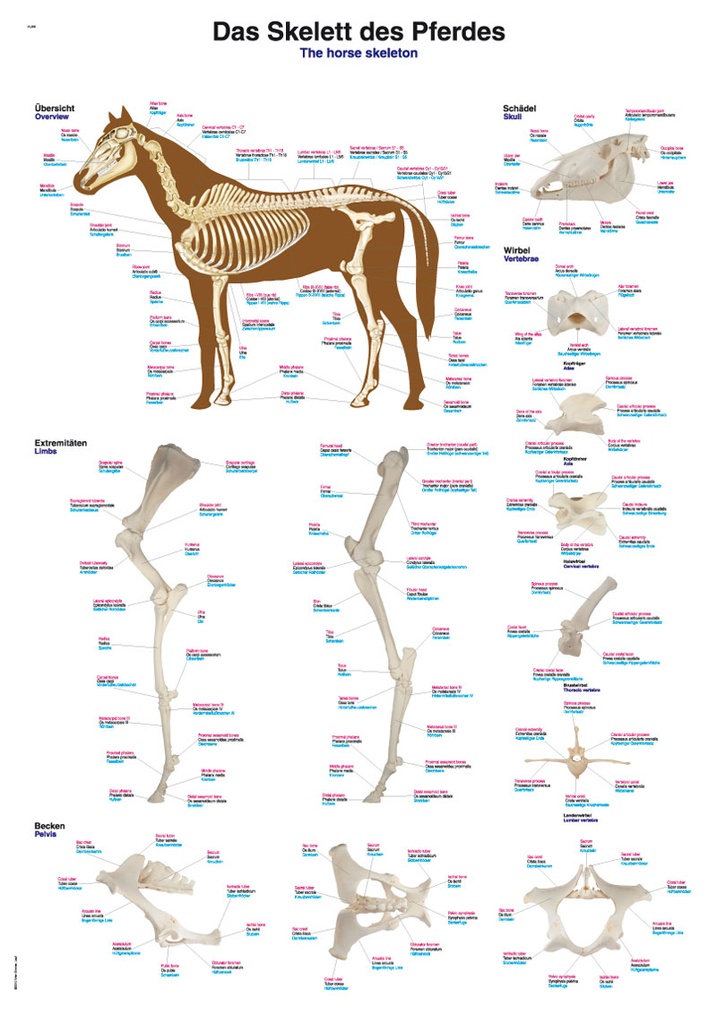 ERLERZIMMER Chart The Skeleton of the Horse