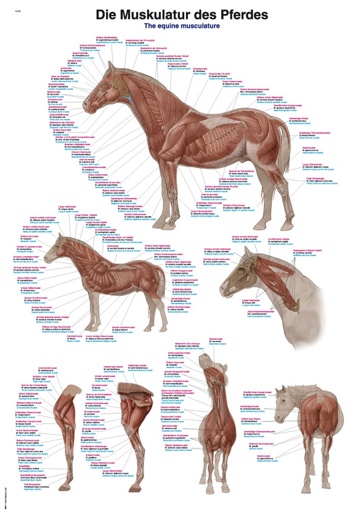 ERLERZIMMER Chart The Musculature of the Horse