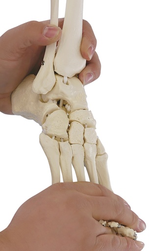 ERLERZIMMER Foot Skeleton with Tibia and Fibula