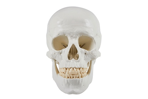 ERLERZIMMER Skull Model 3-part