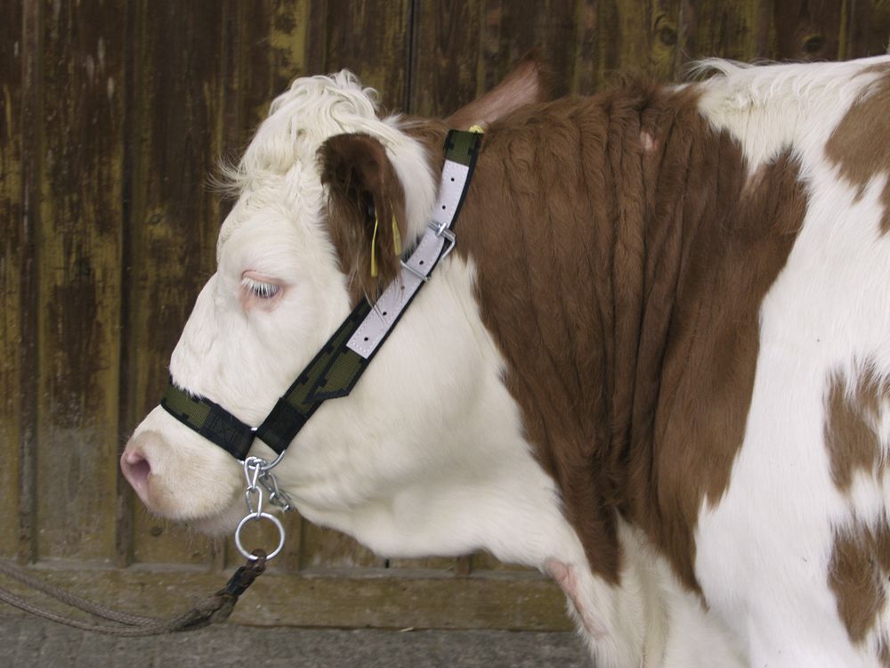 KERBL Cow halter with chin chain olive green/black