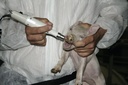 KERBL Battery - Tooth grinder ProPig